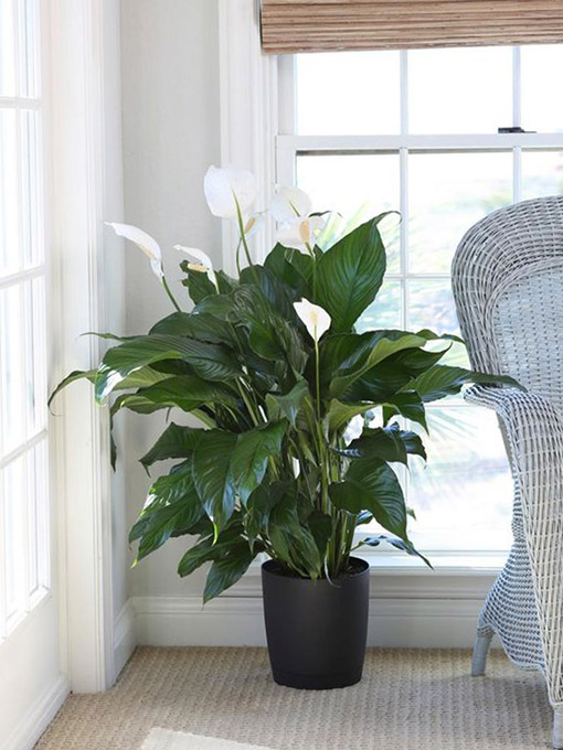 image Peace Lily, tanaman hias yang cocok dalam rumah